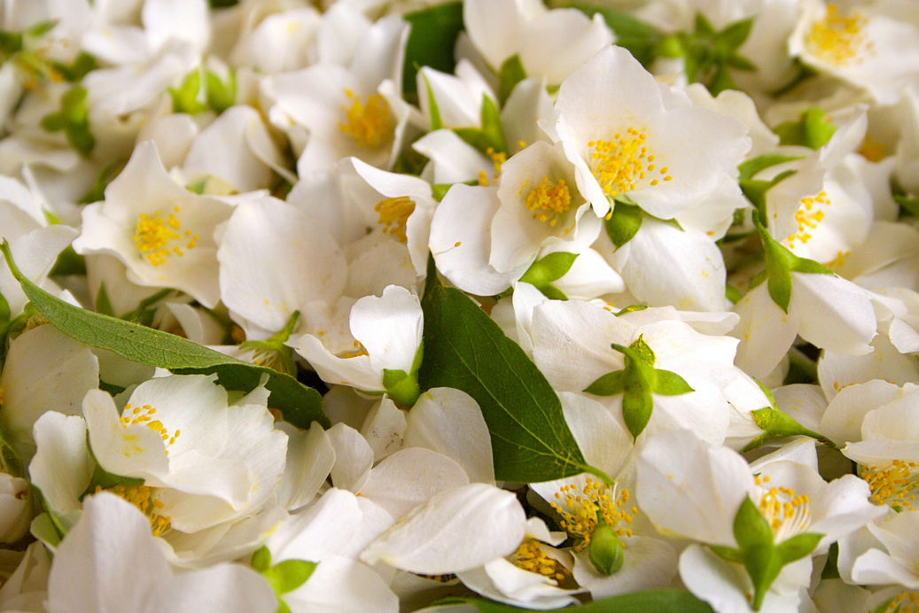 Jasmine flowers.